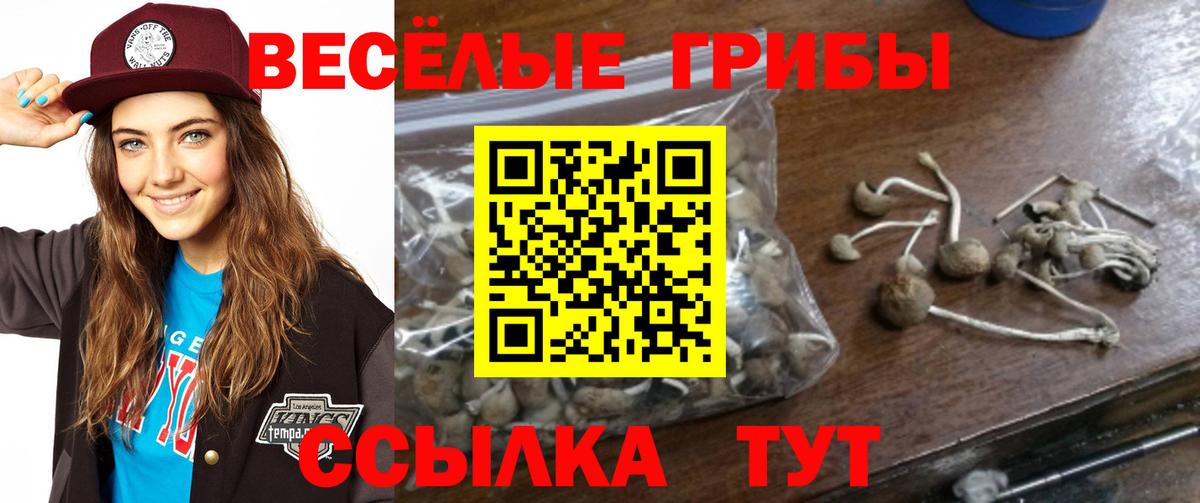 Псилоцибиновые грибы Cubensis Уссурийск